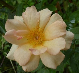 Crepuscule Climbing Antique Rose, Rosa x 'Crepuscule'